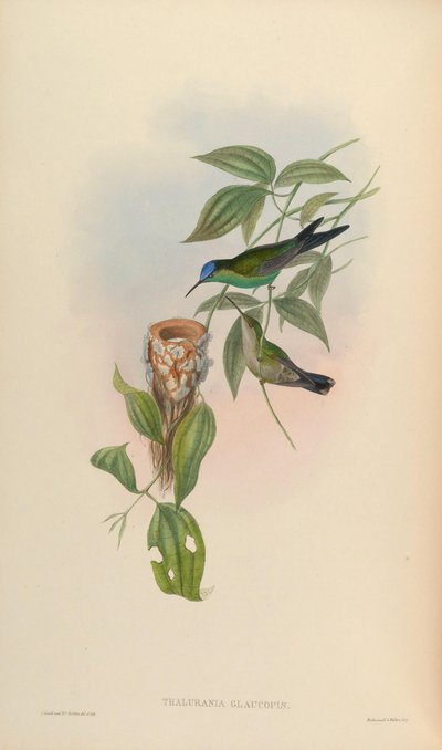 Thalurania glaucopis by John Gould